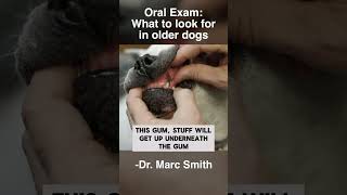 Common Dental Problems in olderdogs [upl. by Lassiter]