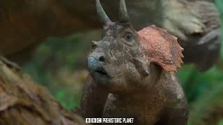 Cute Triceratops baby \ BBC Prehistoric Planet 2022 \ Dinosaurs Documentary 2023 HD [upl. by Samantha811]