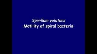 Bacteria motility  Spirillum volutans [upl. by Euginomod]