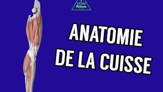 Anatomie 1  Cuisse  Ostéologie Myologie Vascularisation et Innervation [upl. by Ardnaid766]