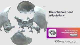 The sphenoid bone articulations of sphenoid bone [upl. by Glynn]