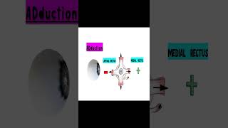 Exploring Sherringtons Law of Equal Innervation hess chart [upl. by Stanwin]