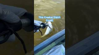 Croaker Lives To Croak Another Day fishingytubeshortsirespectfishkayakGalvestontexas [upl. by Cazzie]