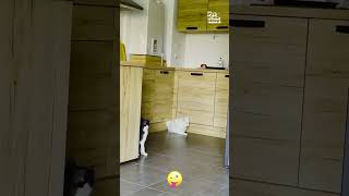 Tricky Cat Squeezes Underneath Cabinet Door [upl. by Newkirk]