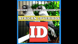 BEGINNERS ULTIMATE GUIDE TO HIGHMUTE AFRICAN LOVEBIRDS BEAUTY [upl. by Dazhahs692]