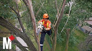 Cool Jobs arborist [upl. by Kawai]