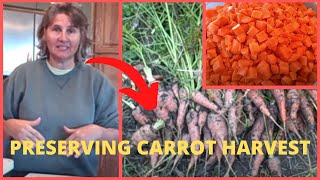 Digging Carrots How to Blanch and Freeze Carrot Harvest Crop [upl. by Sikras]