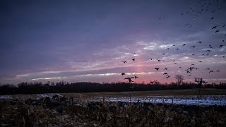 The X Tips for LateSeason Mallards [upl. by Joshua]