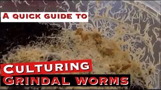 Culturing Grindal Worms A Quick Guide [upl. by Llemaj830]