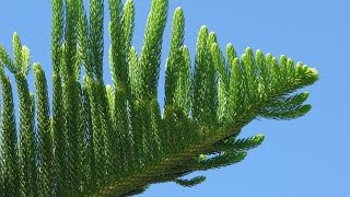 Araucaria columnaris cook pine [upl. by Ednew]