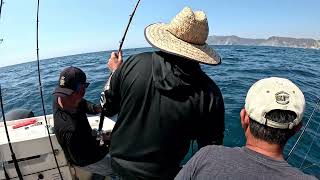 Catalina Island Fishing CA 2024 [upl. by Voe]