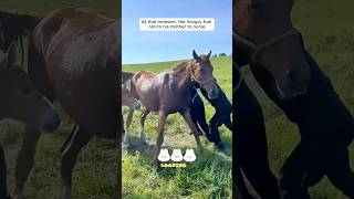 A mother horses last heartbreaking moments with her foal shorts [upl. by Innis360]