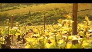 Les Caves BaillyLapierre à Chablis [upl. by Demmer]