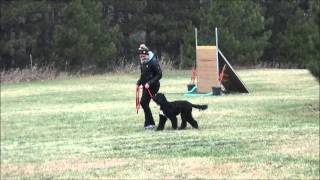 Jocko Portuguese water dog Boot Camp Level I Dog Training Video [upl. by Rehteh]