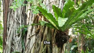 The Secret Life of Epiphytes Nature’s Airborne Wonders [upl. by Allicirp]