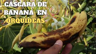 Uso de la Cáscara de Plátano en Orquídeas [upl. by Dario]