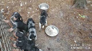 MUSIC of 10 Bluetick Beagle X puppies howling [upl. by Roderic]