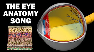 THE EYE ANATOMY SONG [upl. by Rochemont275]