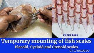 Temporary mounting of fish scales  Placoid Cycloid and Ctenoid scales [upl. by Culley]