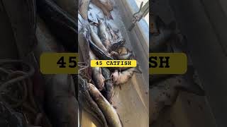 MOUNTAIN LAKES FISHING 🔥🔥45 CATFISH 🔥🔥 catfish fishing [upl. by Elison]