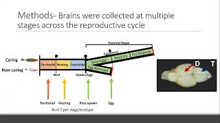 Neurogenomic signatures of paternal care in threespined stickleback Behrens Colby [upl. by Nylde]