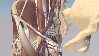 Pelvic Anatomy Tutorial [upl. by Granlund]