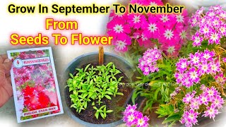 Phlox star Plant From Seeds To Flower Update  How To Grow Phlox plant [upl. by Aikyt]