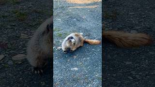 Hoary Marmot in The Yukon marmot groundhog wildlife nature naturelovers yukon canada outdoor [upl. by Ellenej]