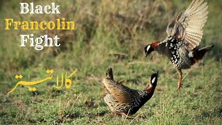 Teetar Fight  Black Francolin Fight  Kala Teetar Ki Awaz  Kala Teetar Voice [upl. by Suravat]