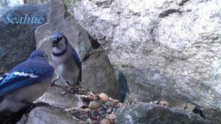 Blue Jay Clicking sound [upl. by Enicul]