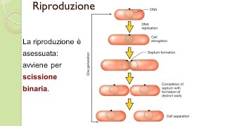 Scissione binaria e variabilità genica nei procarioti  biologia4 [upl. by Arual]