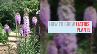 Liatris Growing Guide Blazing Star by GardenersHQ [upl. by Lerraj53]