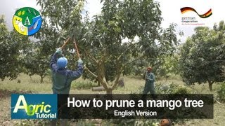 How to prune a mango tree engl [upl. by Coltson808]