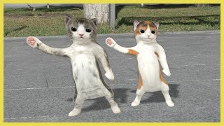 Dancing cats [upl. by Karola]