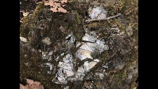 Collecting Rocks and Minerals in Quebec Canada  Crystal Collection [upl. by Etom495]