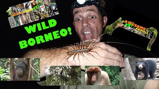 BORNEO WILD  FULL DOCUMENTARY  WILD PLANET Ep14  WILDLIFE  Worlds Deadliest amp More coreywild [upl. by Noremak]