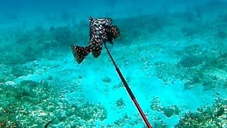 Spearfishing Rare Marbled Grouper  Bahamas Part 2 Teds HoldOver [upl. by Delmore]