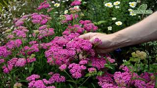 Achillea millefolium Introductions  Perfect Perennials  Kernock Park Plants 2021 Introductions [upl. by Eatnuahc]