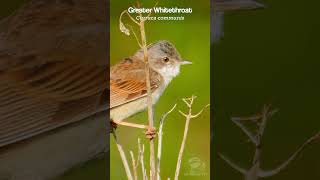 Warbling Whitethroats erratic song amp call birdsounds [upl. by Mazurek]