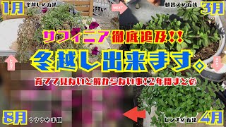 徹底追及！冬越し出来ます。【サフィニア】育ててみないと解らない事2年間まとめ植替え・ピンチ・修復方法【夏の花・ペチュニア類】育て方・園芸 [upl. by Ahseiyn]