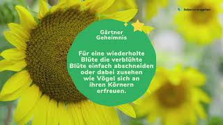 Sonnenblumen pflanzen und Kerne ernten 🌻 [upl. by Etty379]