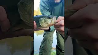 Bass Fishing Ontario Canada bassfishing fishing fishingvideo outdoors catchandrelease [upl. by Ilene]