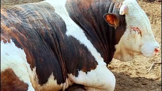 🐄TYPES OF DAIRY COWS VERY FAT Cows Bulls Animals Mountain Dairy Cattle Cows and Calves ANIMAL LOVERS [upl. by Ellehctim983]