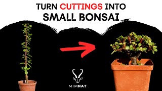 Easily turn cuttings into small BONSAI  Spekboom  Dwarf Jade [upl. by Tito908]