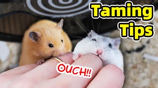 How to Tame Hamster and Minimise Biting [upl. by Ilat633]