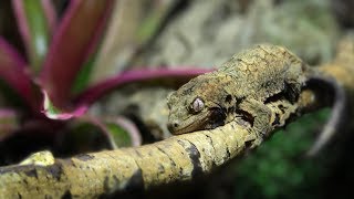 THE FIRST WEEK Owning A Chahoua Mossy PrehensileTailed Gecko [upl. by Grantham]