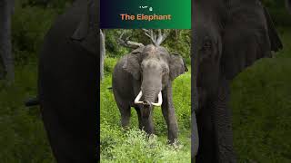 Top 10 Herbivorous Animals 🐾 Nature’s Plant Eaters [upl. by Ardnasac]