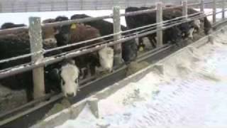 WBDC  Backgrounding Calves on Annual Forages [upl. by Enaamuj612]