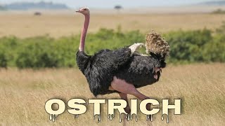 Ostrich sound [upl. by Carlota]