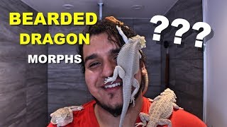 How To Identify What Morph Your Bearded Dragon Is [upl. by Nylatsyrc324]